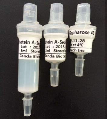 重組蛋白A預(yù)裝柱 （rec-Protein A Column）
